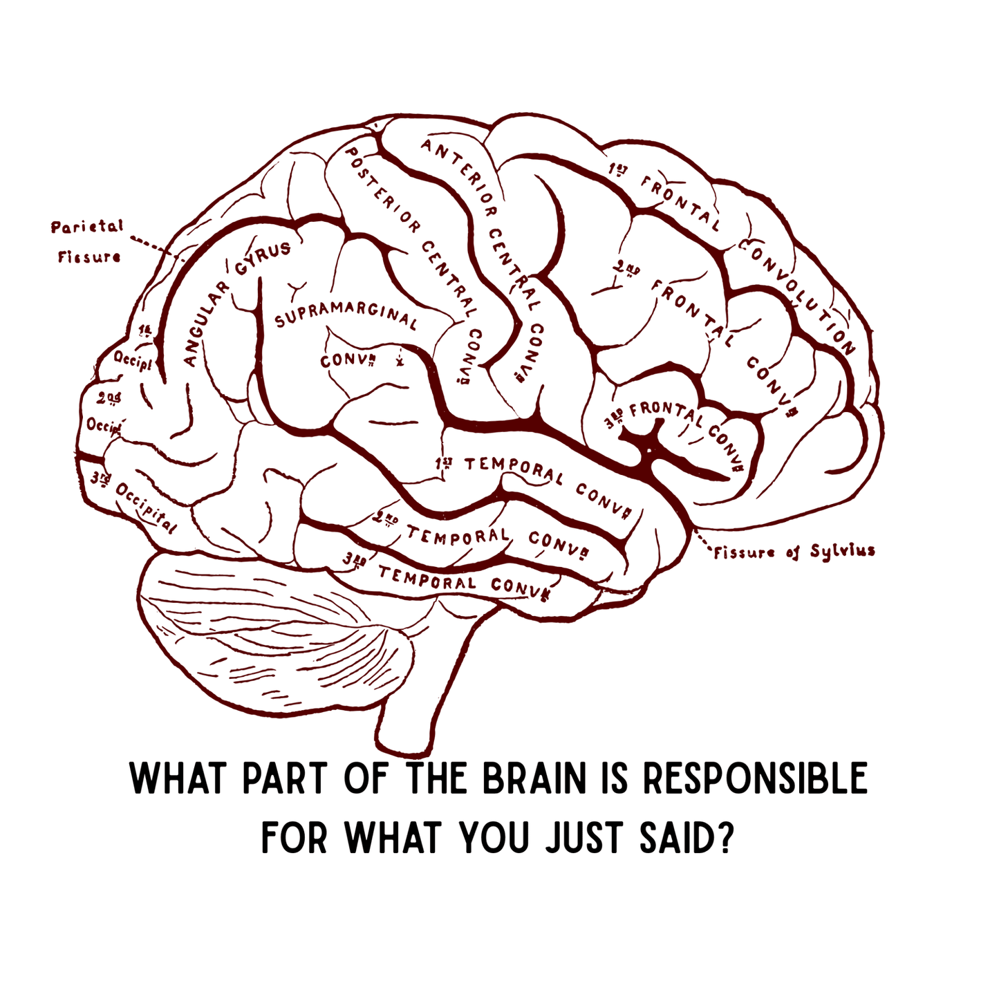 Shirt- Brain Sections - Adult -crew short sleeve